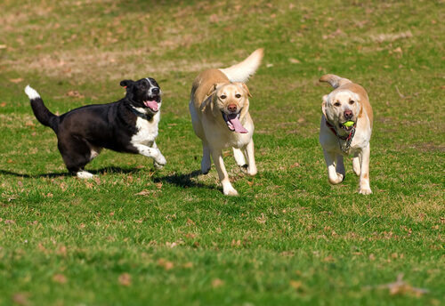 Proroga per la Campagna di sterilizzazione gratuita di cani padronali